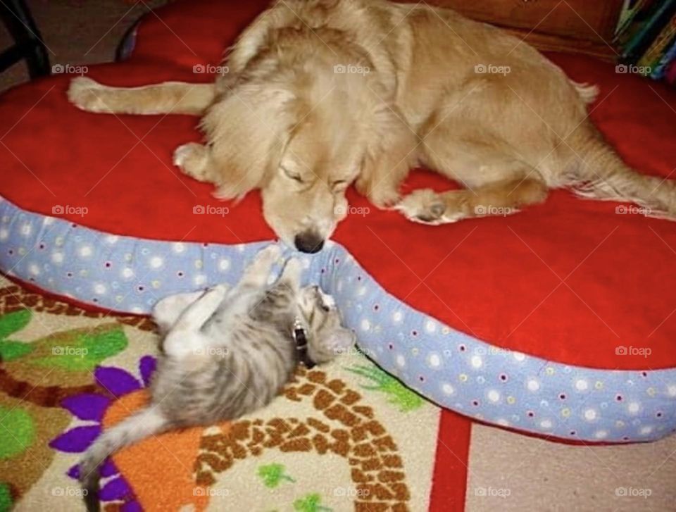 A cocker spaniel golden retriever mix dog plays with a grey kitten on a red and blue pet bed. 