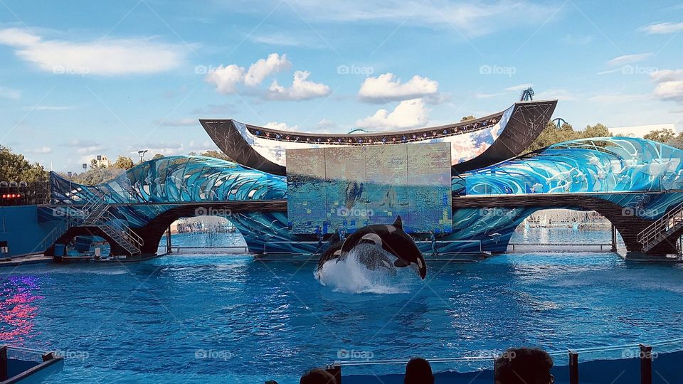 Killer whales performing at Seaworld 