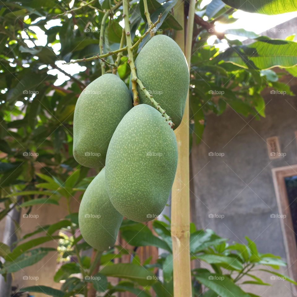 A mango tree grows and bears fruit in the front yard of the house
