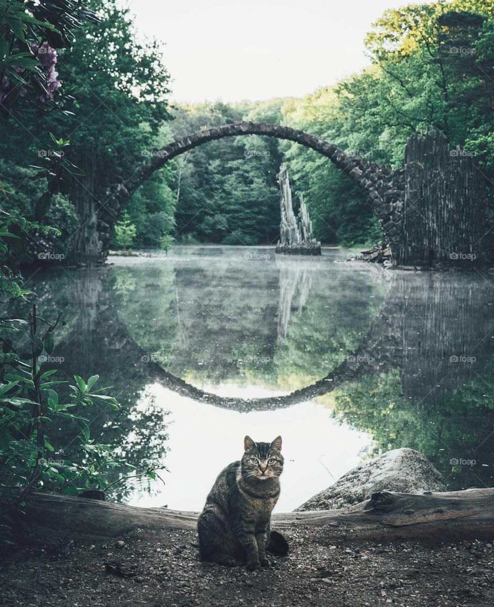 el puente del gato