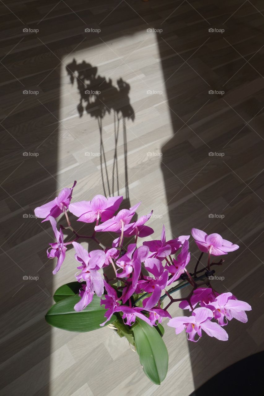 House plants in pots