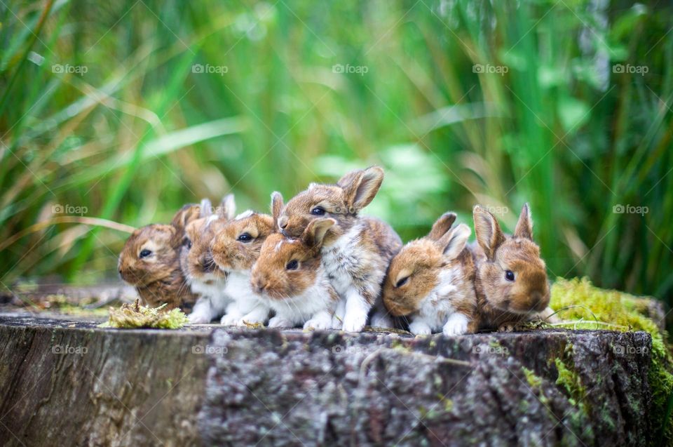 Rabbit litter