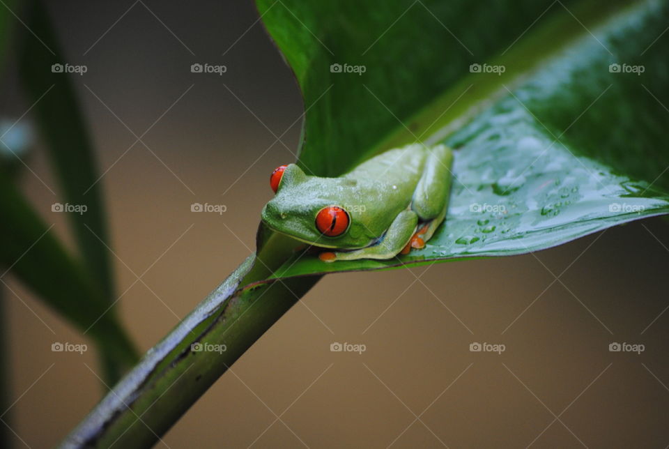 Green frog on leaf