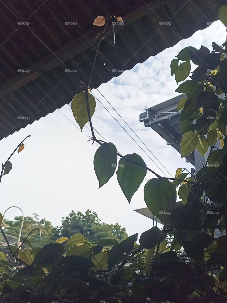 Close-up view of a creeper plant with green and yellow leaves growing under a roof, against a background of blue sky and white clouds in low angle view