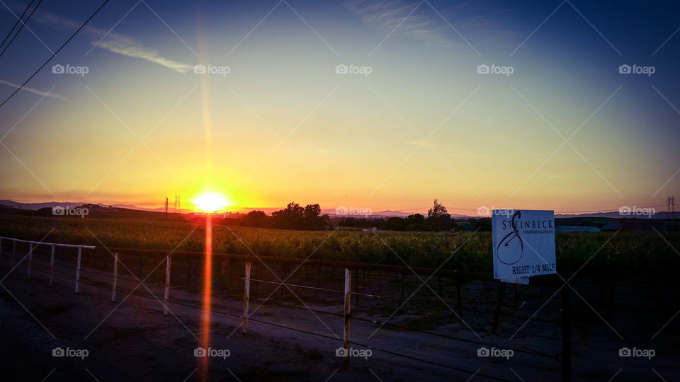 California Vineyard Sunset