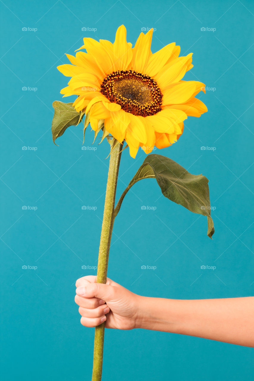 Female hand holding one sunflower over a blue background