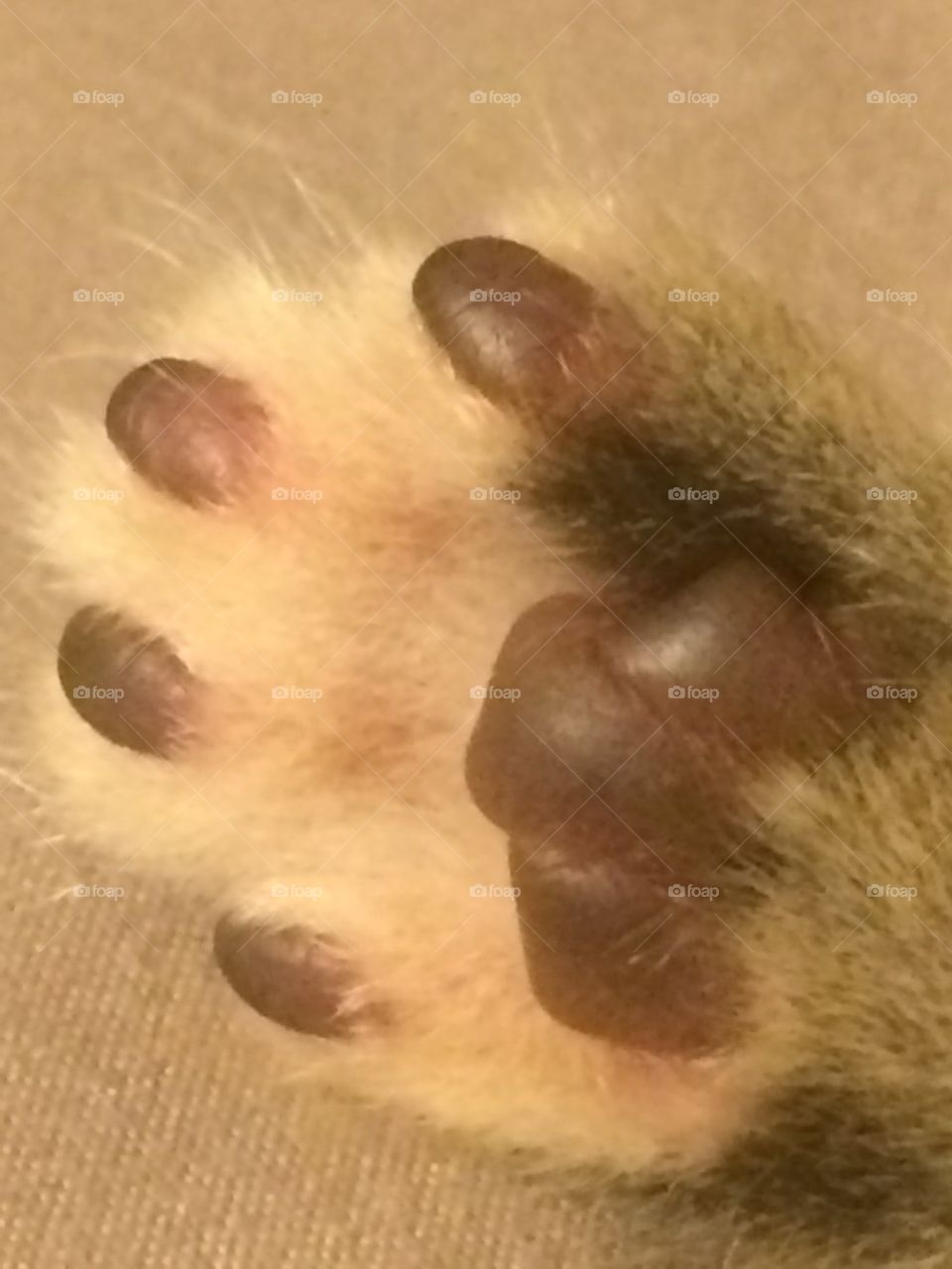 Kittens Paw