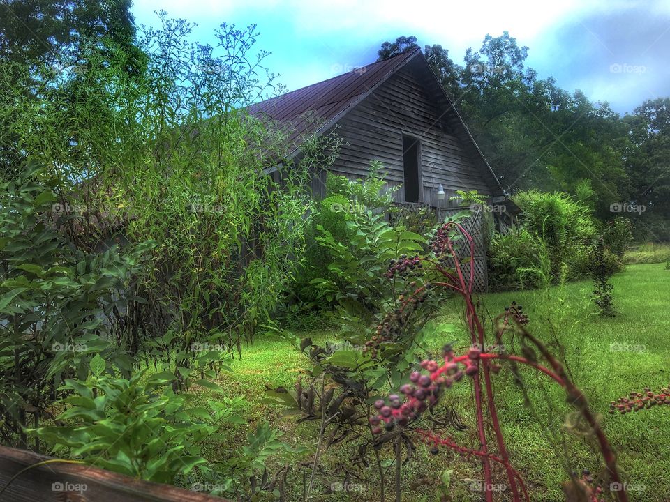 Old Barn Scene