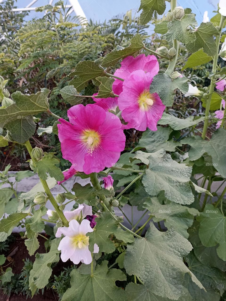 Hollyhocks flowers