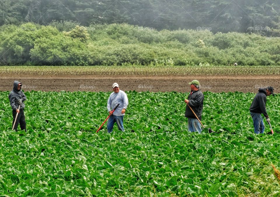 Harvesting An Organic Garden