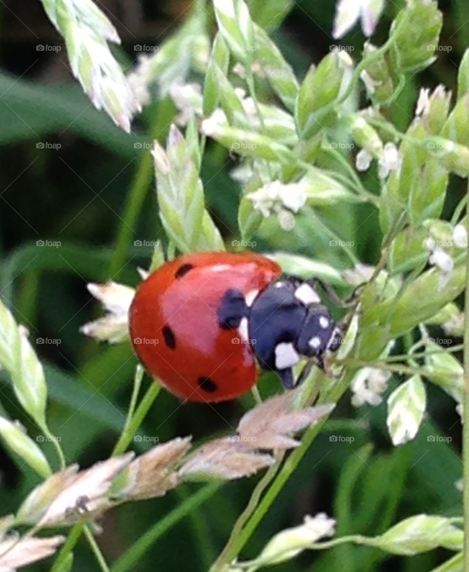 Texas ladybug. 