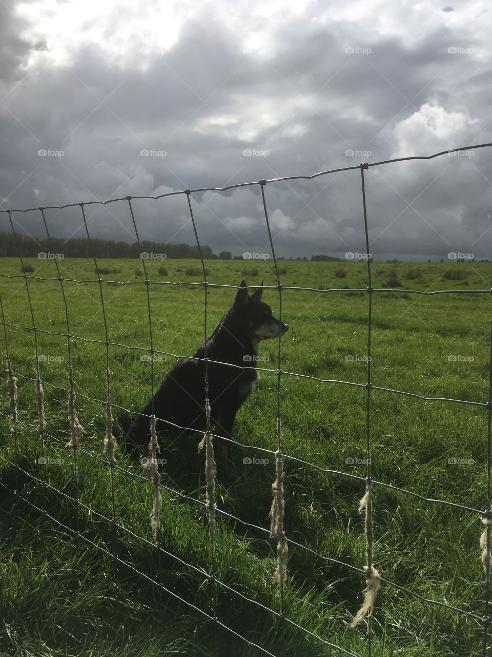 The sky and the dog portray a menacing scene in this shot. A fence fronts the lovely kelpie dog, which is waiting commands from his shepherd. 
