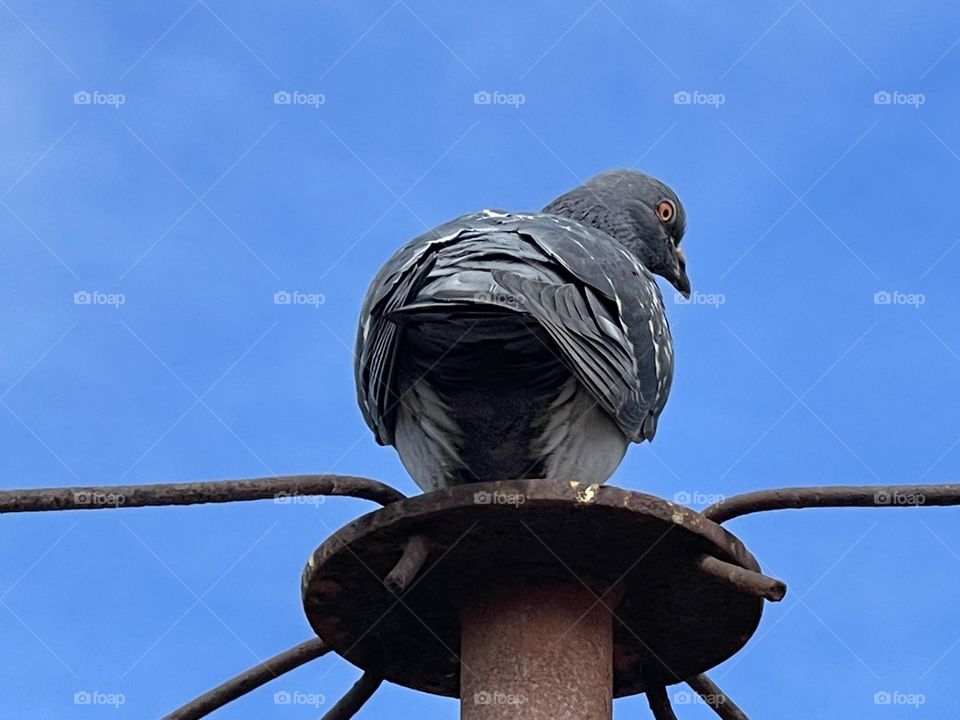 Rear view feral grey pigeon perched on metal pole, blue sky background, south Australia closeup tail