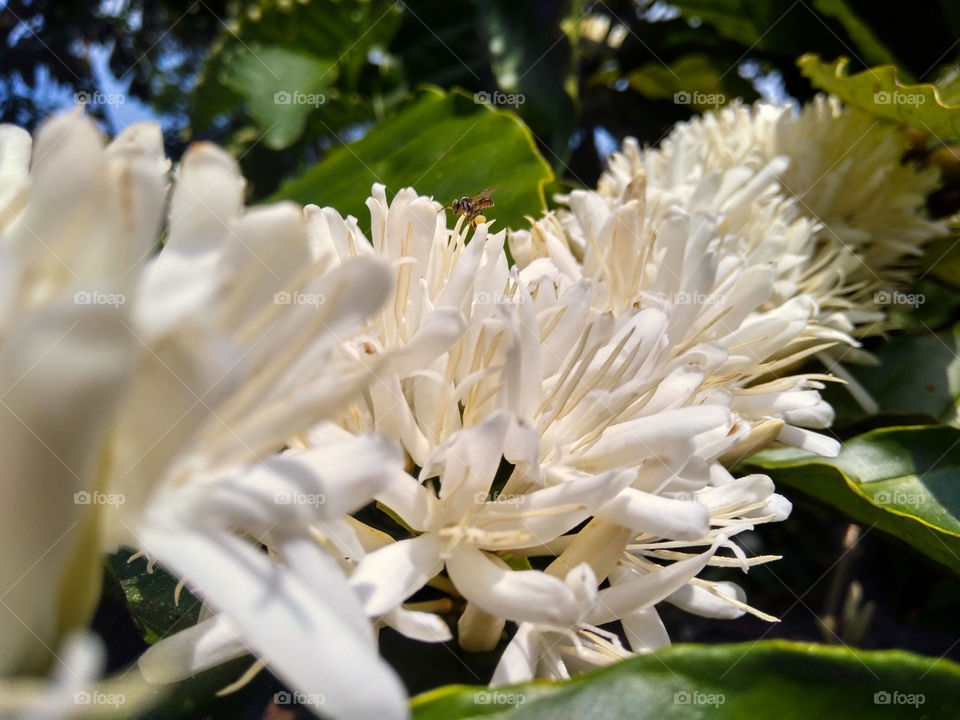 bee and coffee flowers