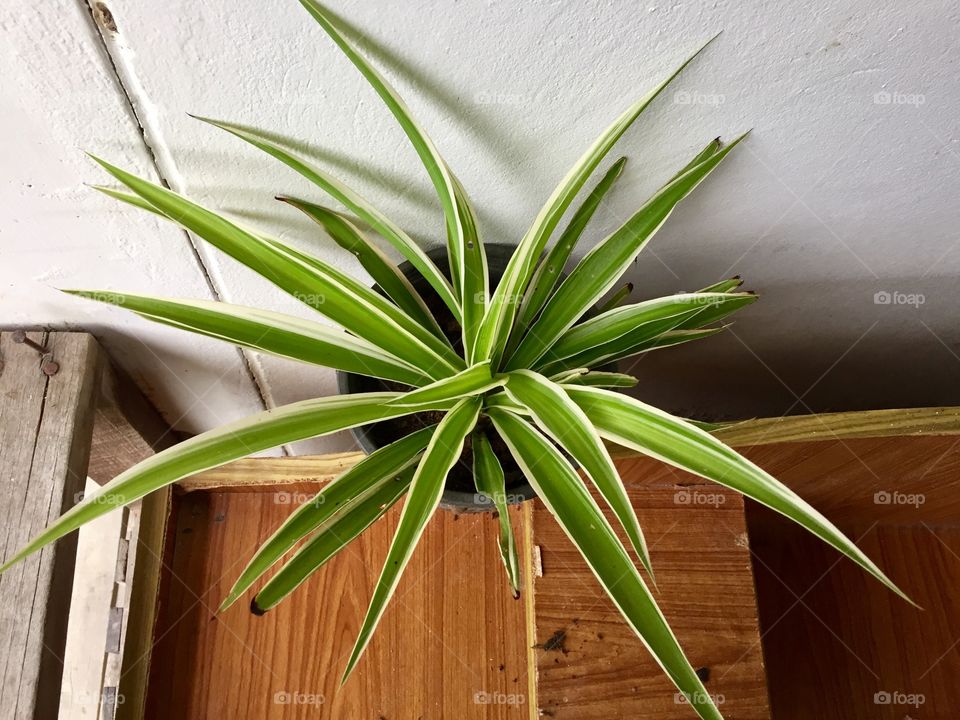 There is nothing wrong with having a tree as a friend.