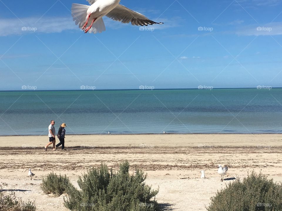 Middle age or senior couple walking alone seashore on beach, seagull closeup mid flight 