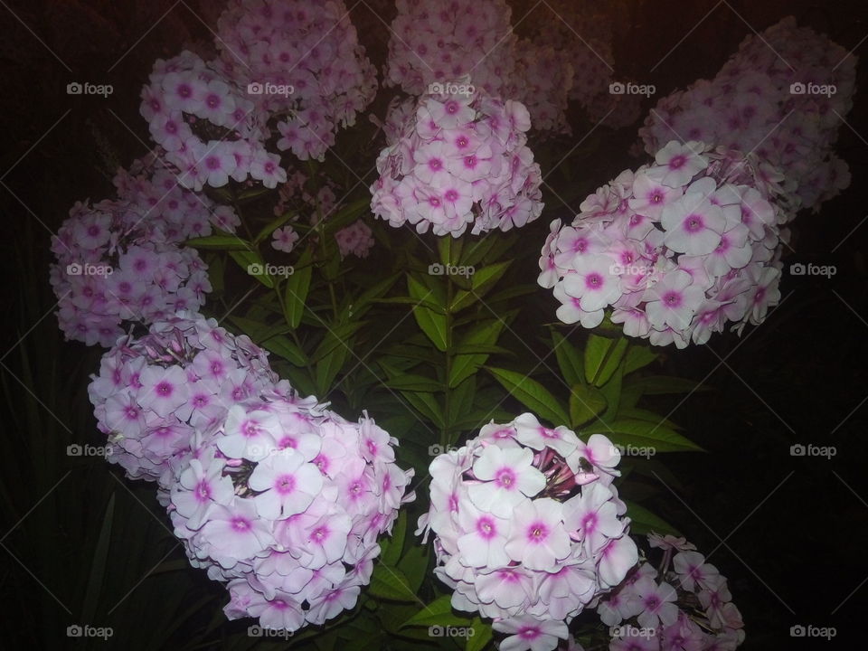 .флора.флоксы.цветы.