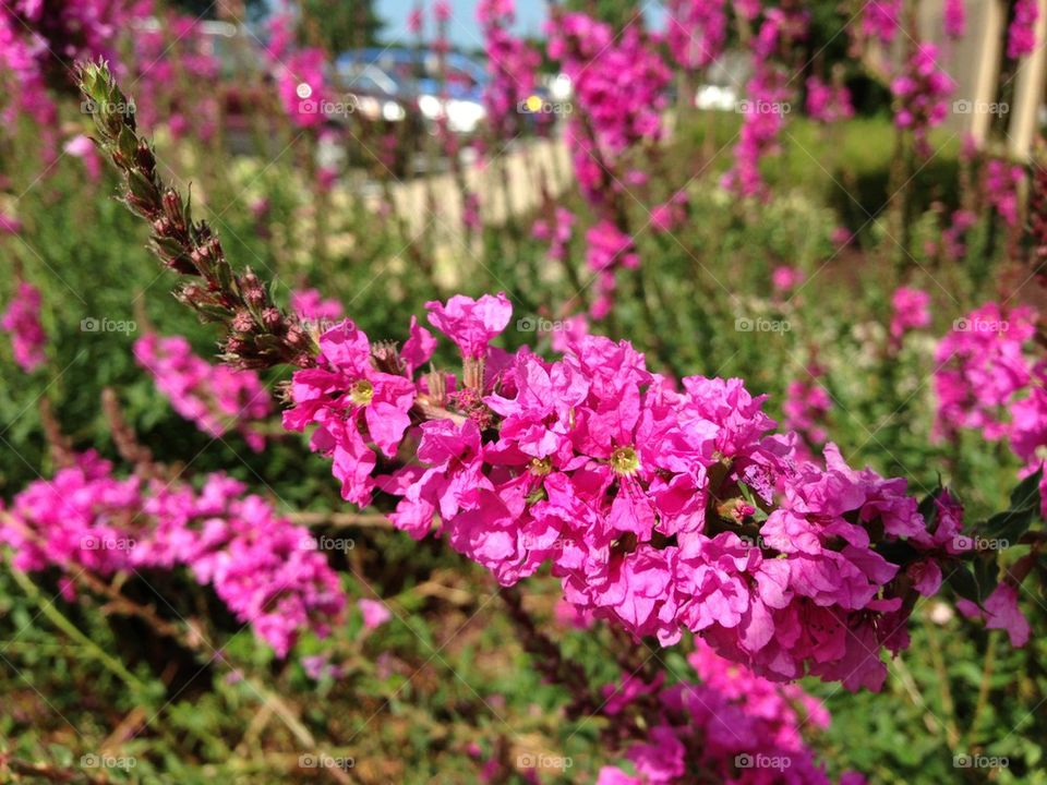 pink flower purple colors by MSulej512