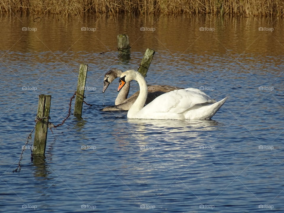swans on a river in Northumberland