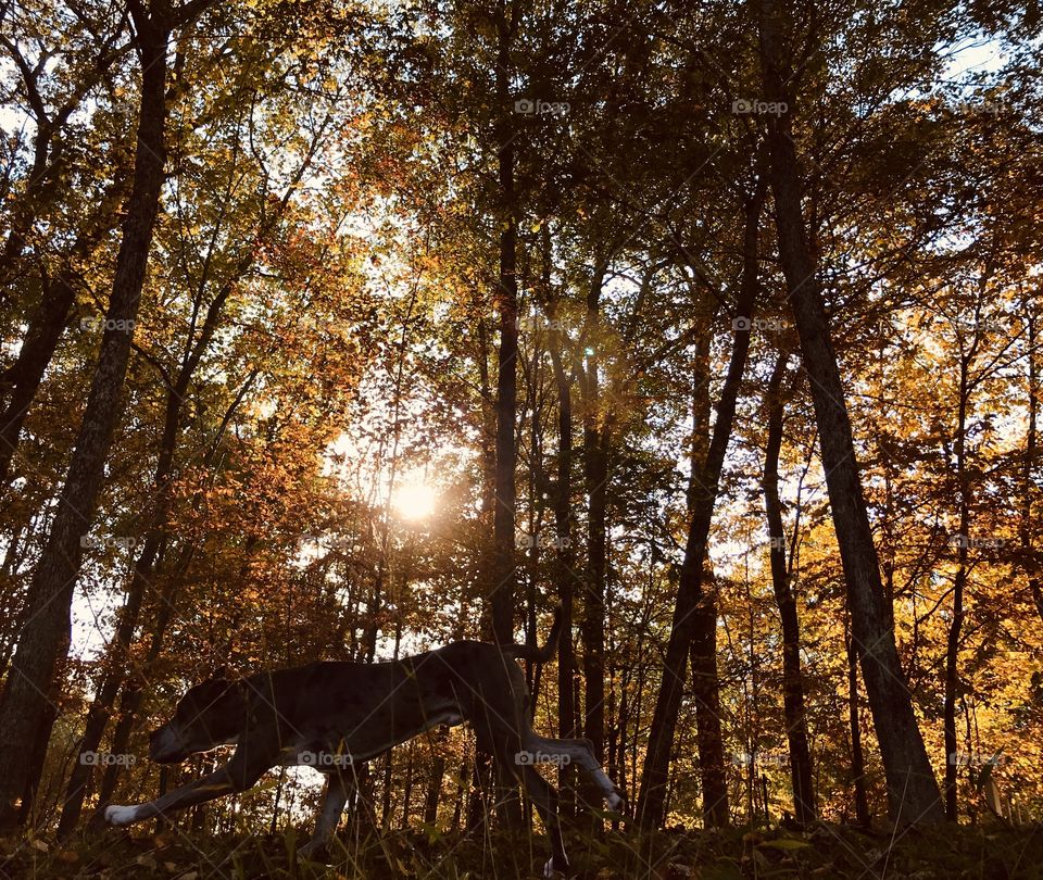 A Good Ole Run; Daniff(Great Dane/Mastiff mix) running across a golden hour lit tree line.