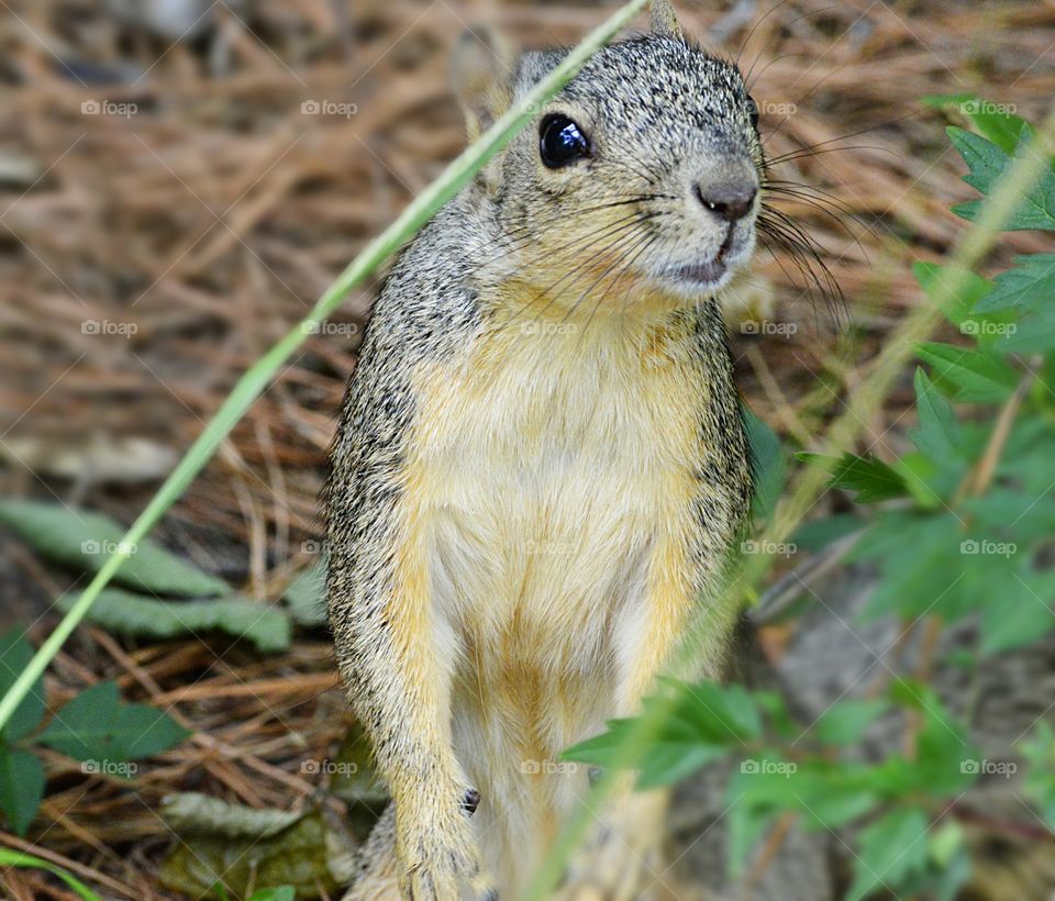 Gray Squirrel; He had been hopping around looking for food and my sneeze caught his attention! I loved how the plants almost framed him as he stood guard.