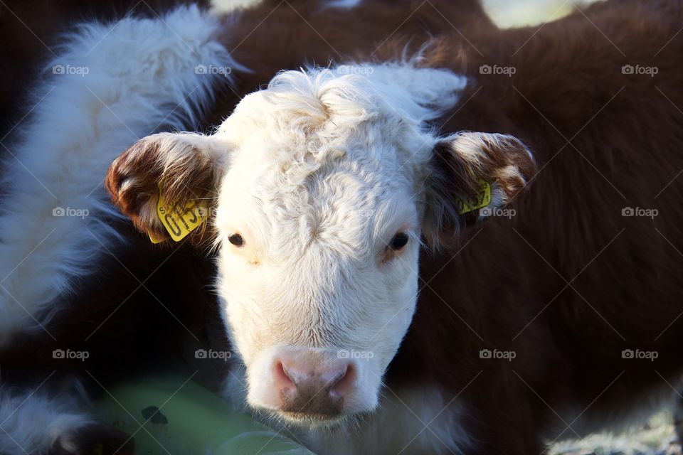 Cattle, Mammal, Cow, Livestock, Agriculture