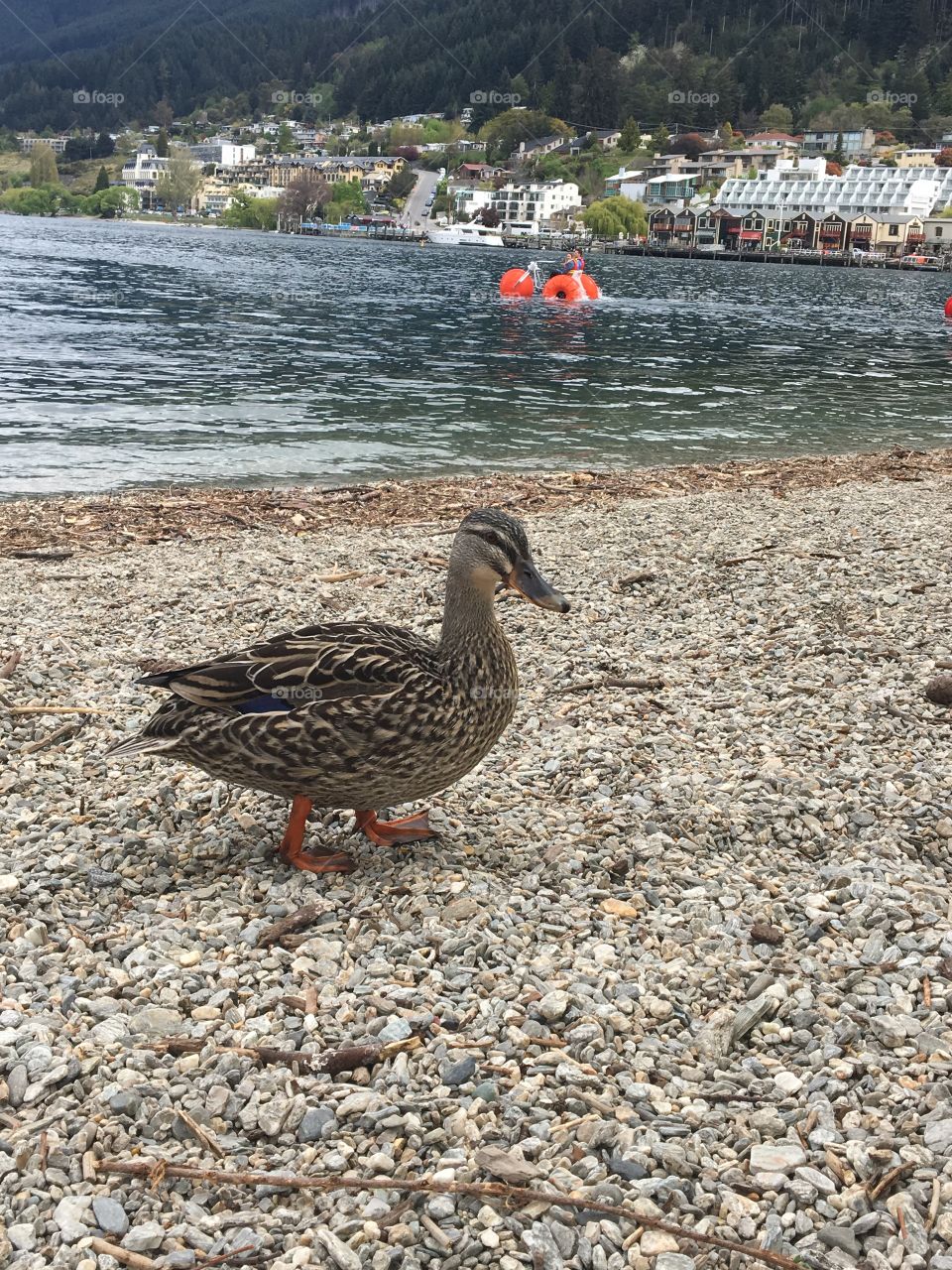Queenstown New Zealand Duck