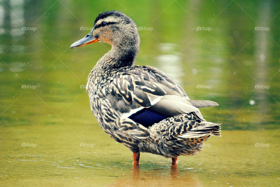 Mallard