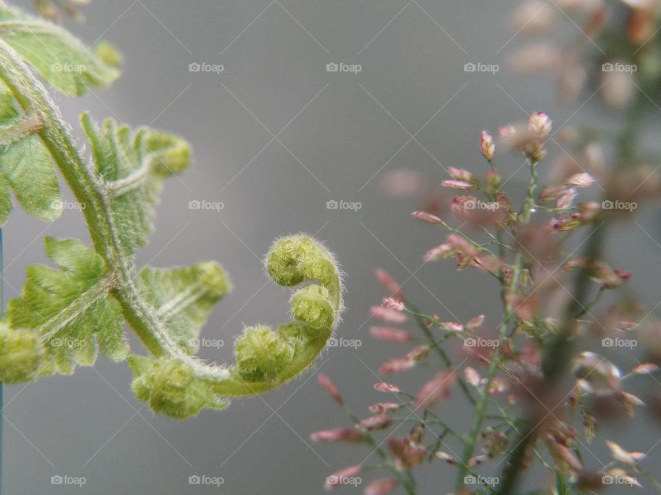 fern and wild grass flowers