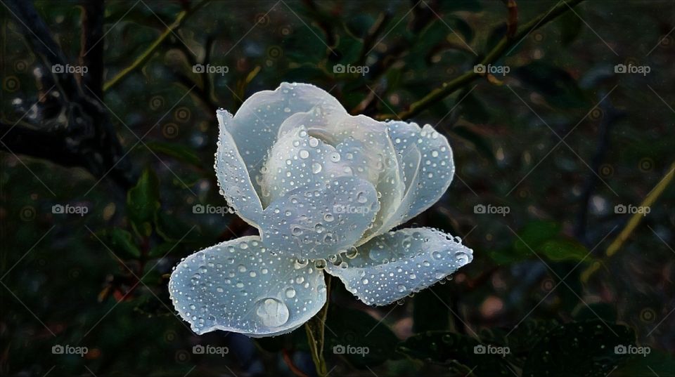 Raindrops on roses in the evening light