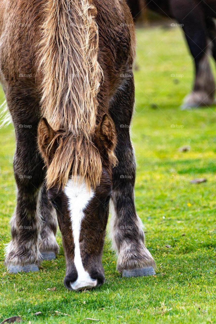 horses grazing in a meadow