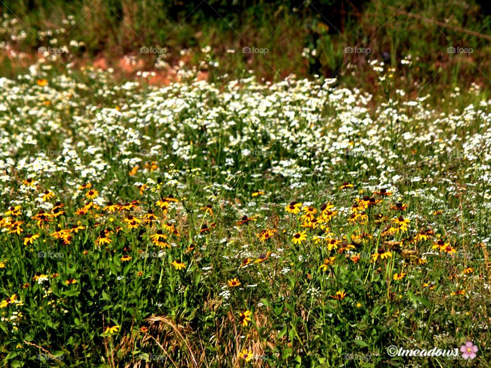 Field of Wildflowers