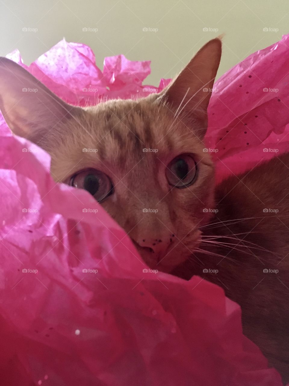 Pretty ginger kitty sitting in pink sparkling tissue paper