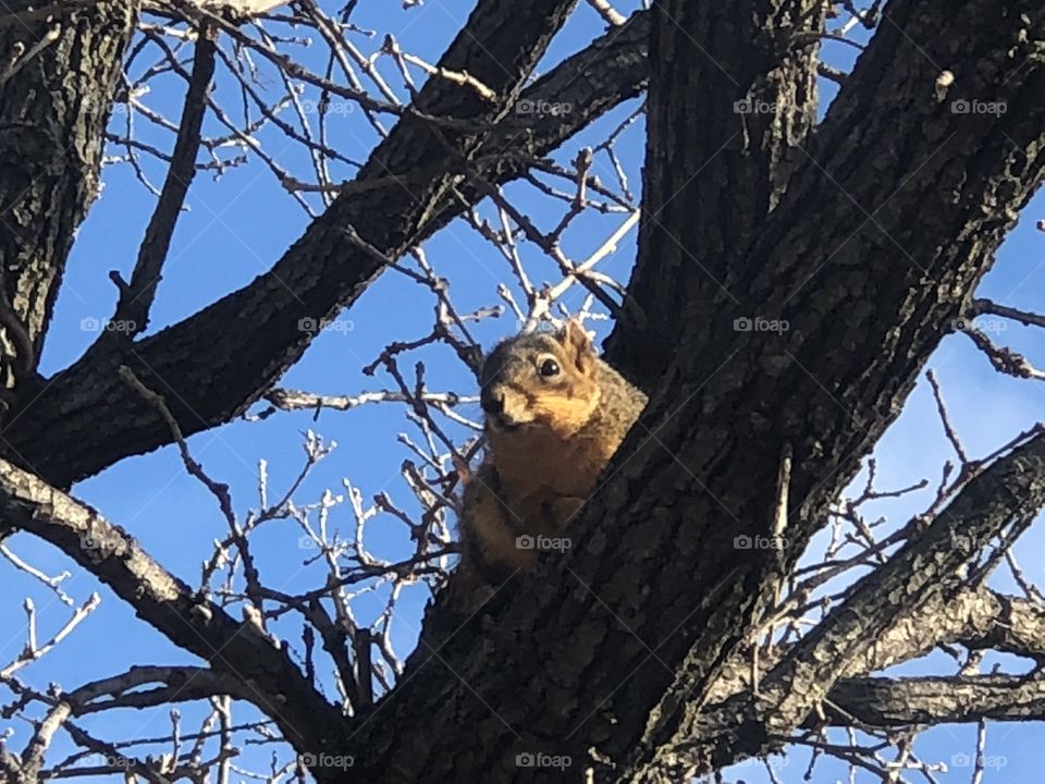 Peeking squirrel