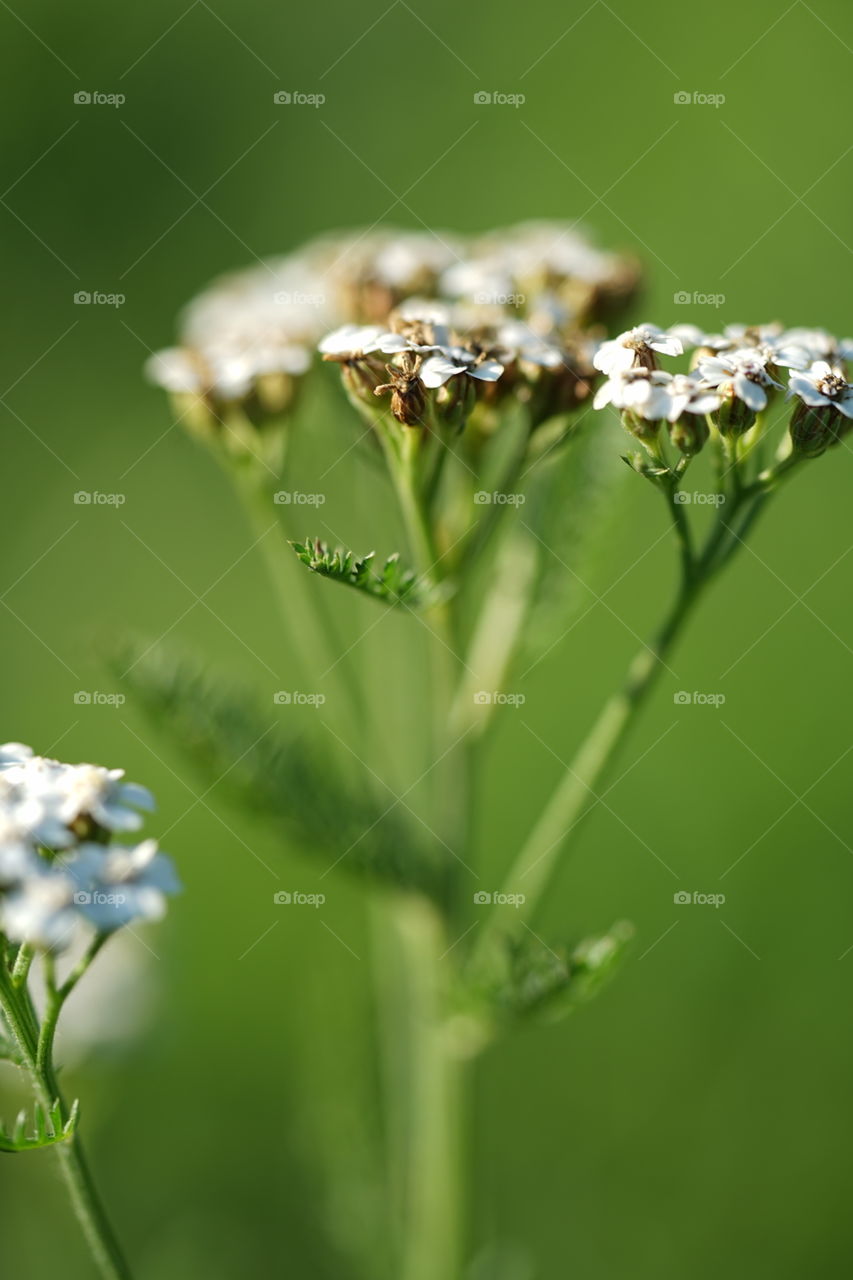 Focus on wild flower