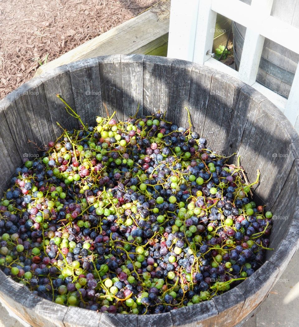 Variety of grapes for wine