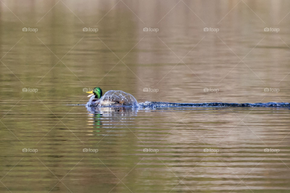 Happy mallard duck swimming - glad anka simmar