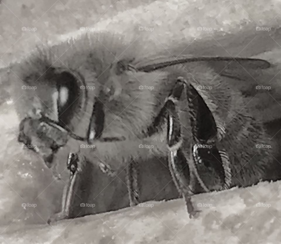 Bee, bees, honeybee, honeybees, winter, warm, warming, warmer, weather, wing, wings, eye, eyes, antenna, antennae, thorax, abdomen, stripes, fuzz, fuzzy, fur, furry, head, small, insect, flying,  standing, exiting, hive, colony, wood, wooden, white, brown, black, gold, golden, cleaning, primping,