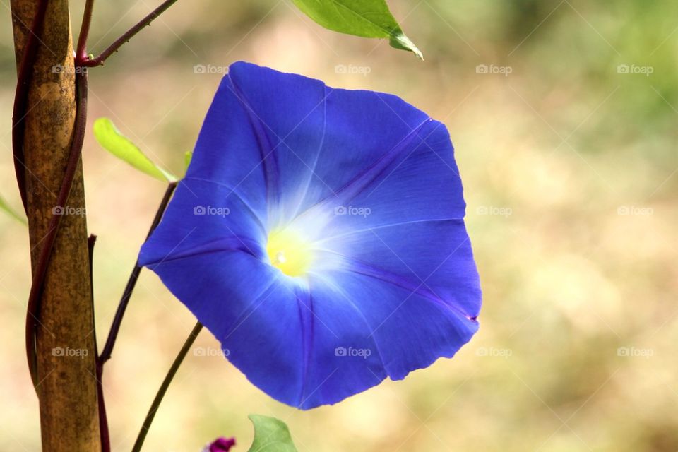 Morning Glory