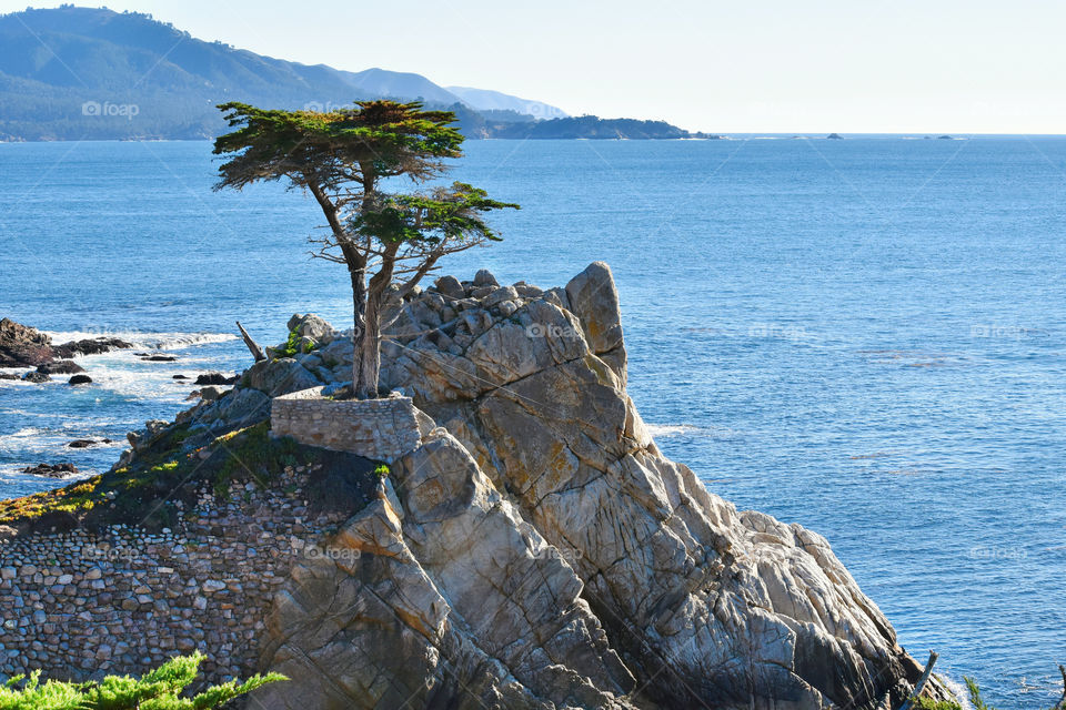 Cypress tree on a cliff on California coast 