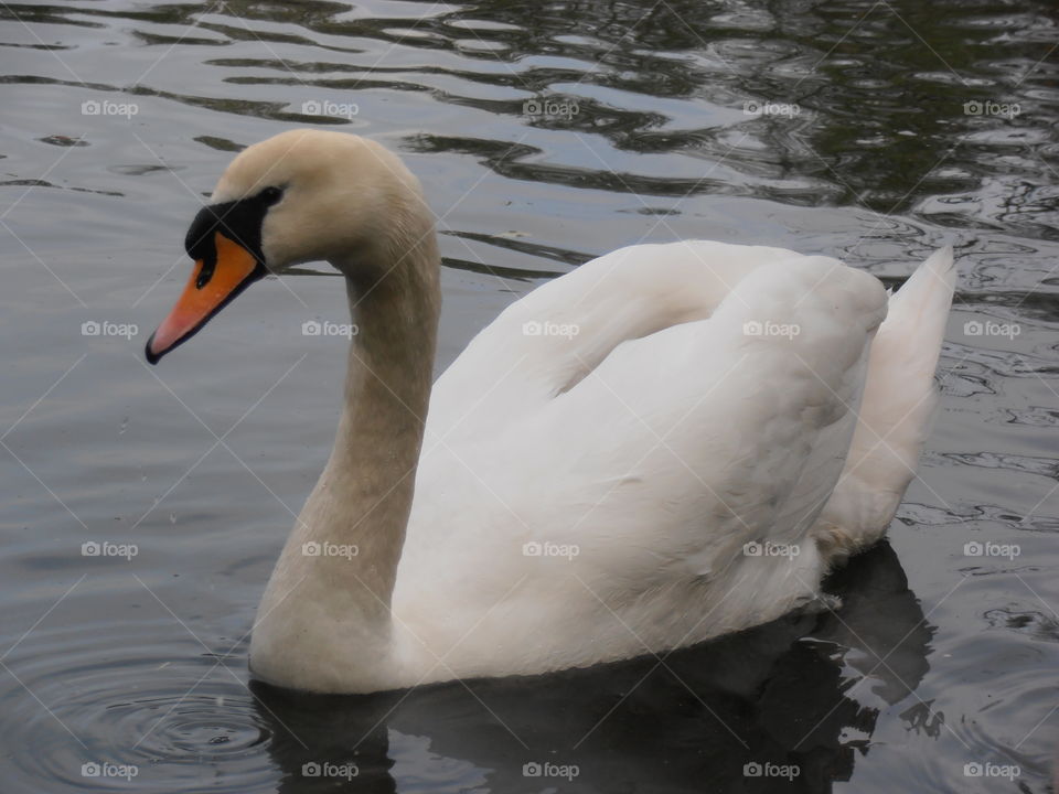 Swan Up Close