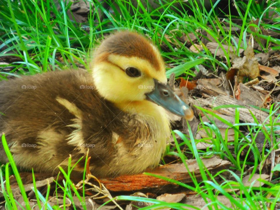 A yellow and brown ducklings lays in the green grass at Lake Lily Park in Maitland, Florida.