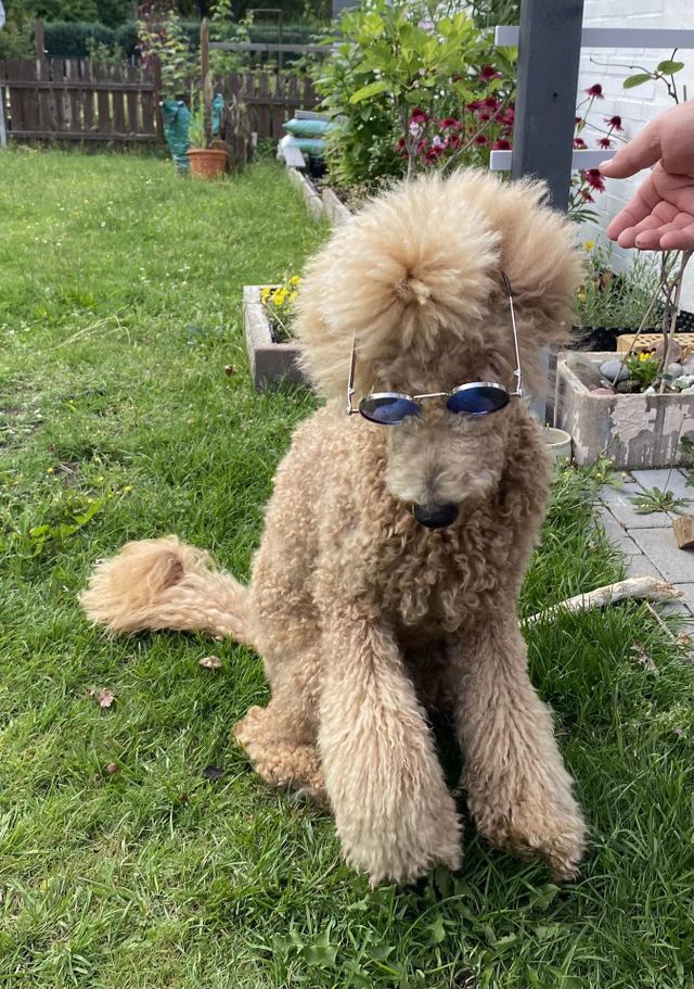 Our poodle lady Phoebe, with cool hairstyle, watches a bug through hippi sunglasses. She sits on the lawn in summer, at the edge of our terrace and looks down.