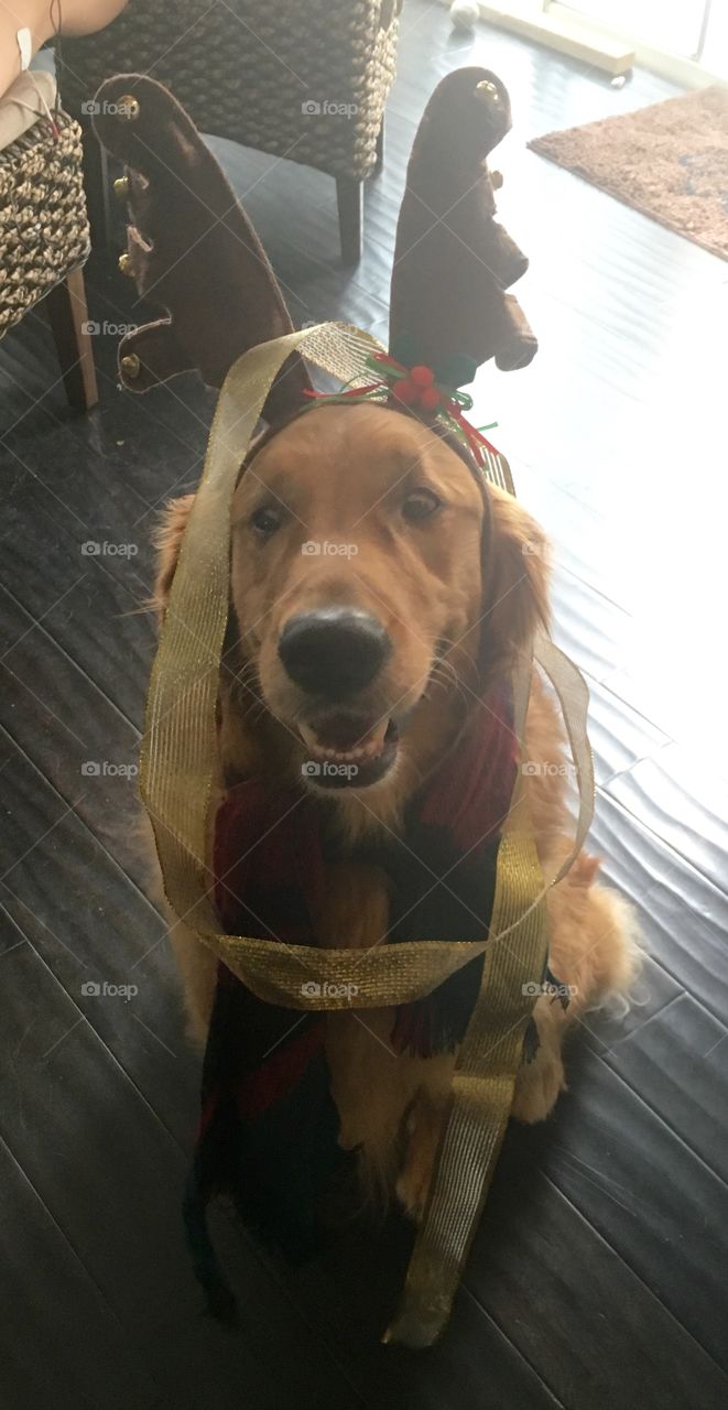 Christmas Dog 