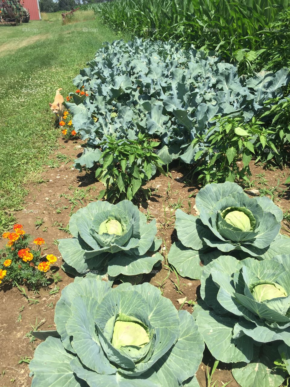Veggies getting ready