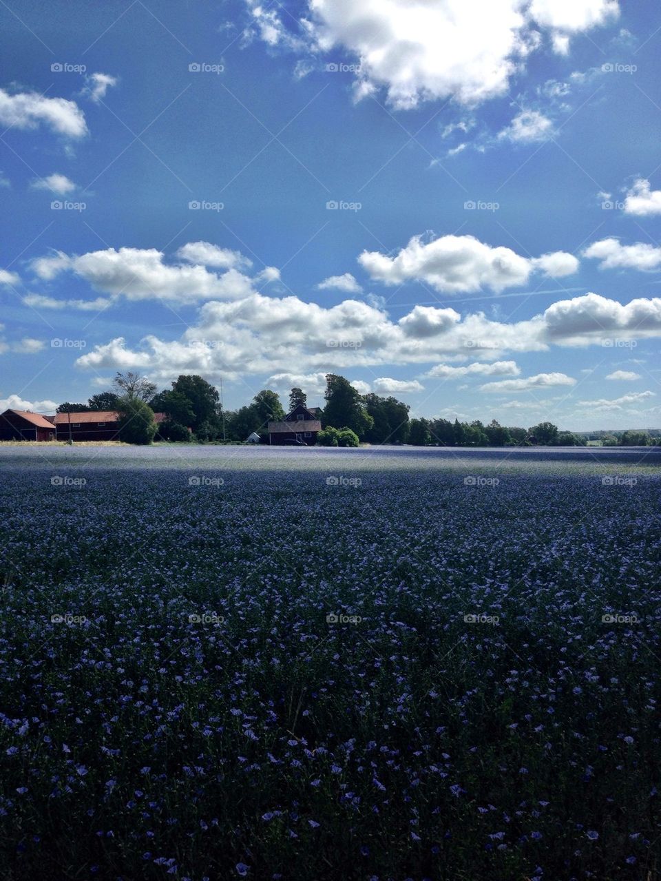 Blue flowers in the meadow