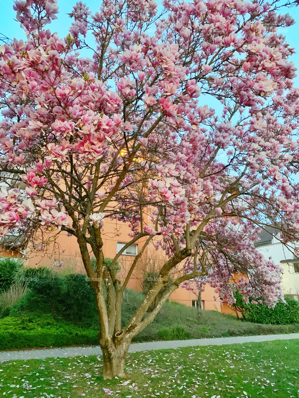 Pink magnolia flowering tree in Switzerland 