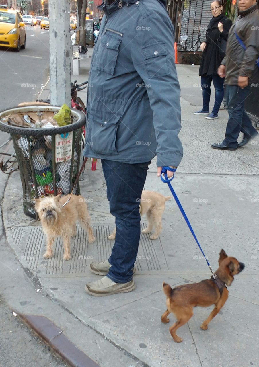 Guy with his dogs in the street