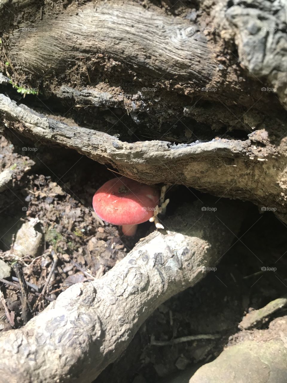 Mushroom sunbathing 