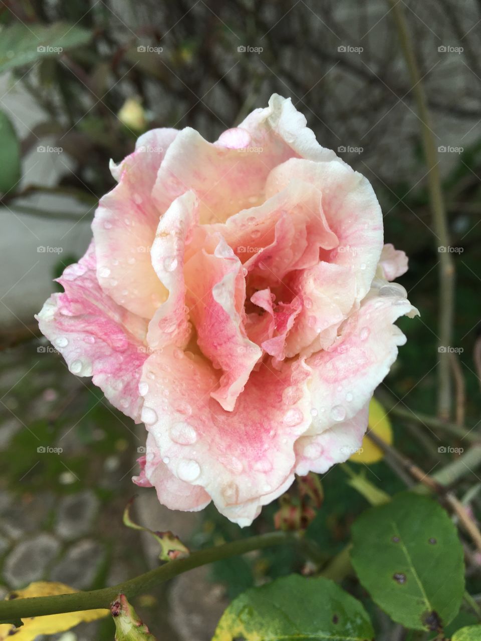 Beautiful flowers from our garden!  After the drizzle, all the petals dripped and even more beautiful. / Flores bonitas do nosso jardim! Após a garoa, todas as pétalas ficaram gotejadas e ainda mais belas. 